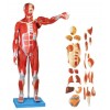 MALE MUSCLE FIGURE WITH INTERNAL ORGANS (HARD)